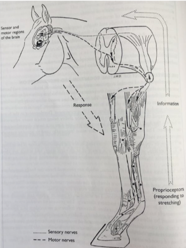 Proprioceptiv træning, hestefys